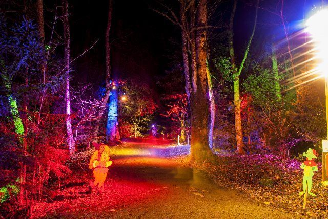 El bosque que viene de Hinterzarten El bosque que viene de Hinterzarten