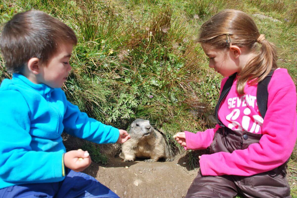 Dando de comer a las marmotas Dando de comer a las marmotas