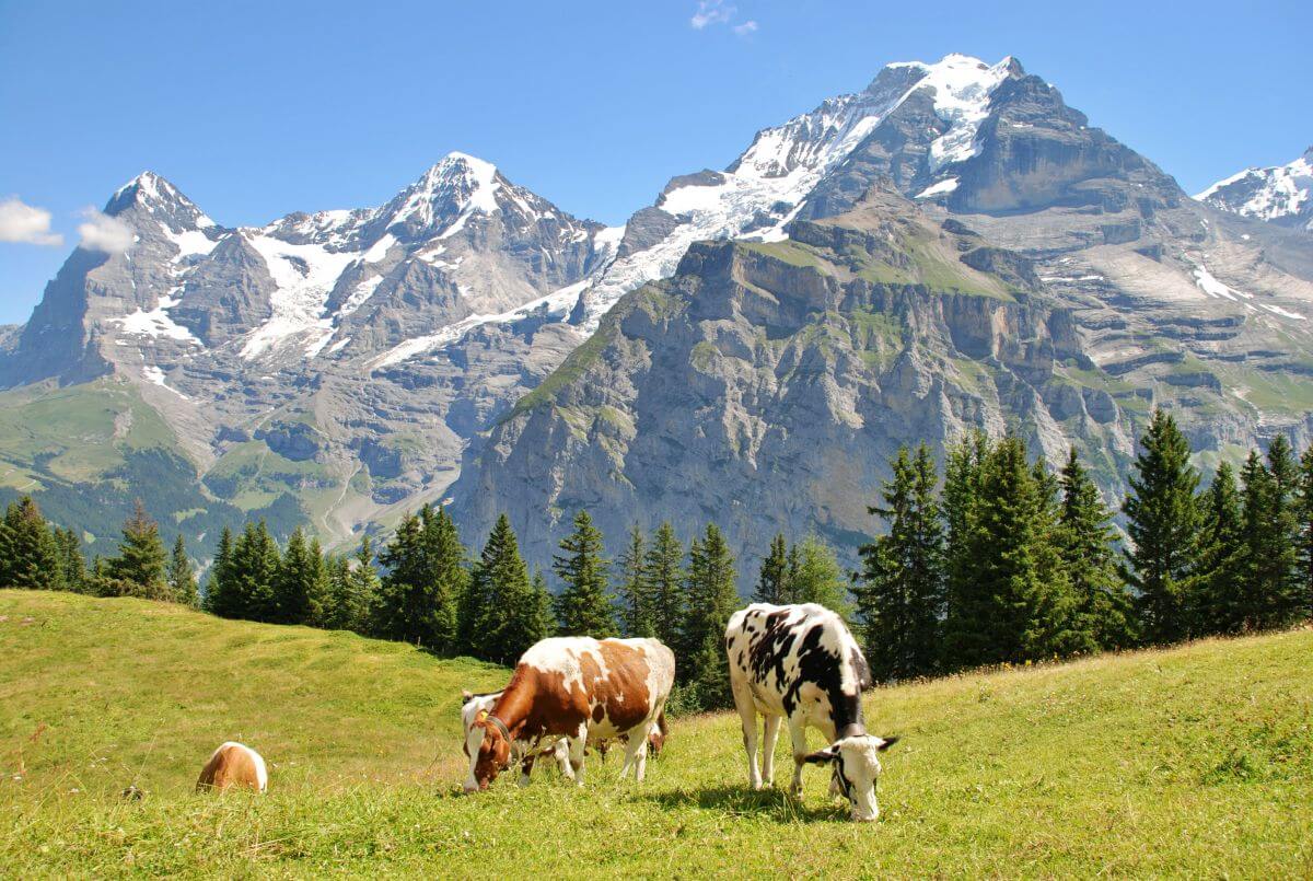 Vacas en el mirador de Allmendhubel Vacas en el mirador de Allmendhubel