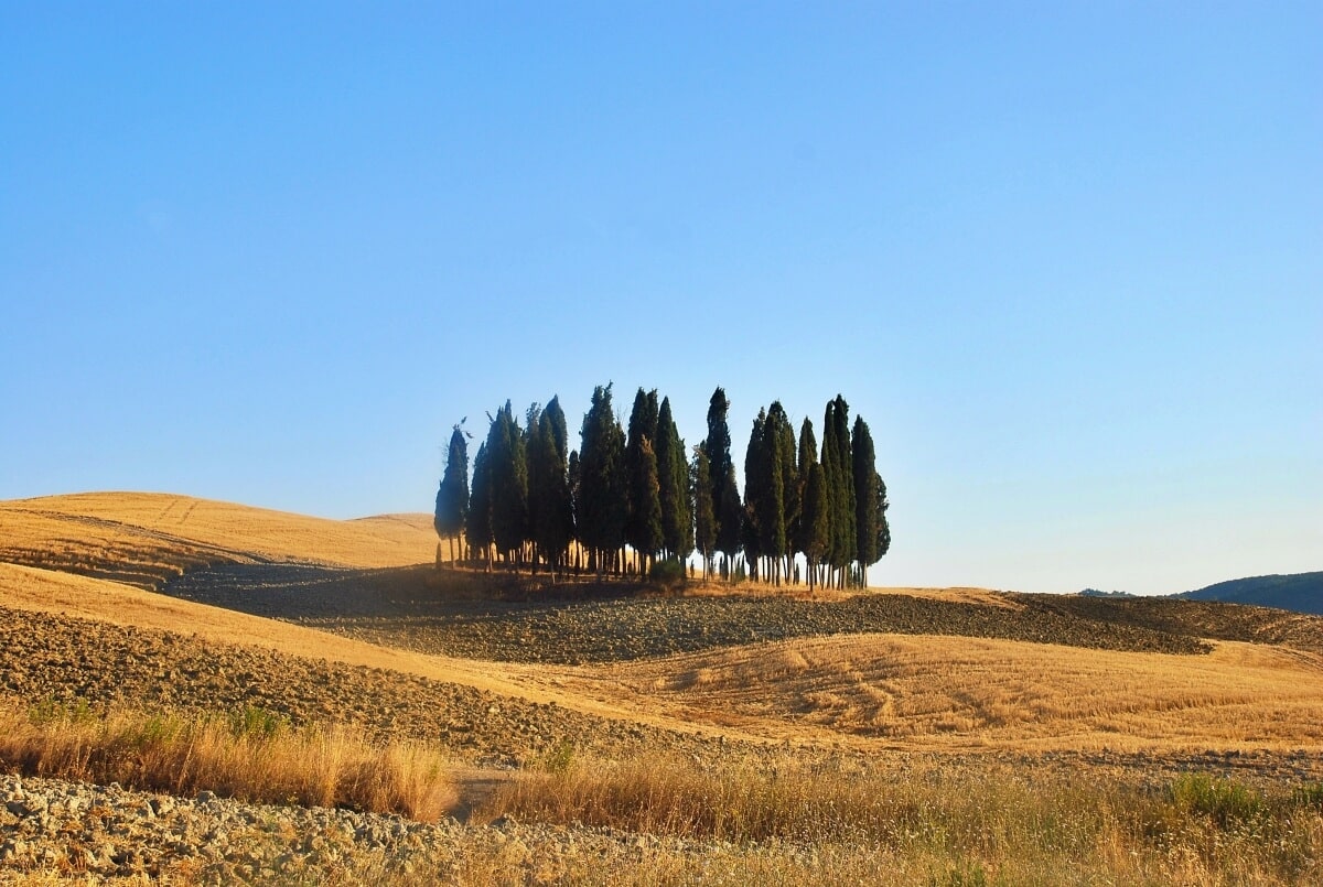 Cipreses de la Toscana Cipreses de la Toscana