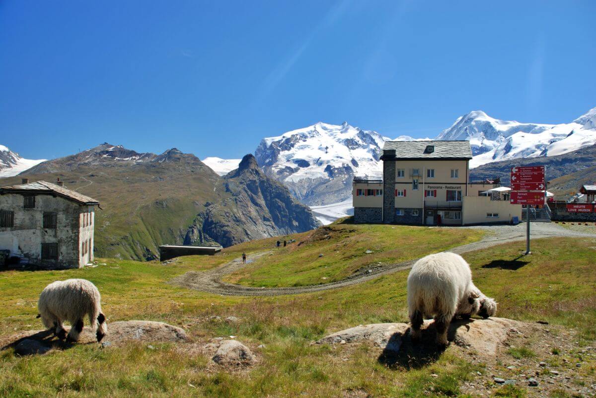 Las ovejas del Valais en la estación de Schwarzsee Las ovejas del Valais en la estación de Schwarzsee