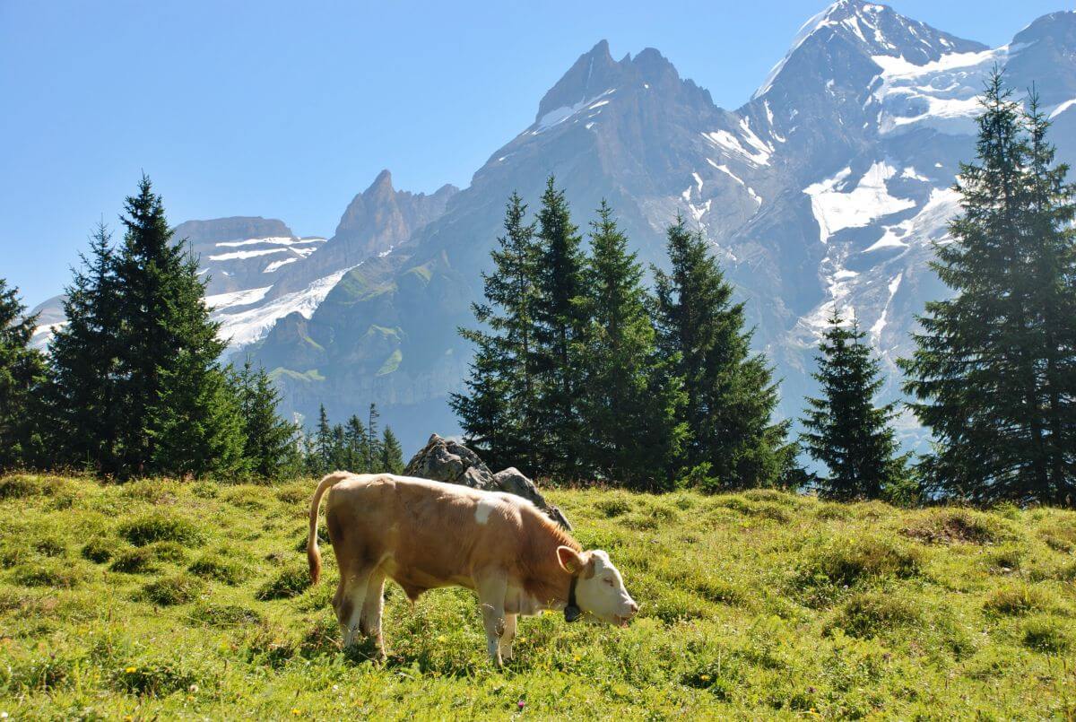 Prados y vacas en el valle de Kandertal