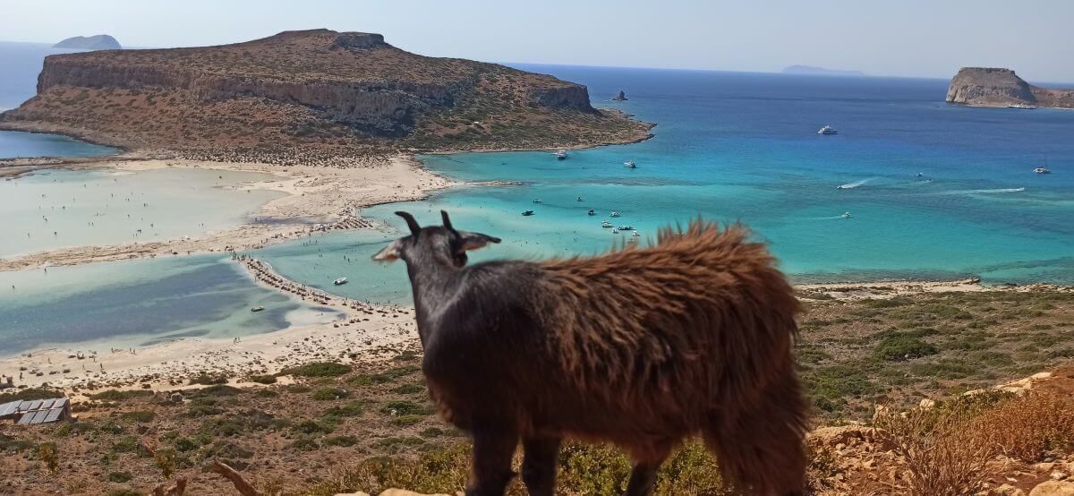 Las cabras Kri Kri pasean por el camino a Balos Las cabras Kri Kri pasean por el camino a Balos