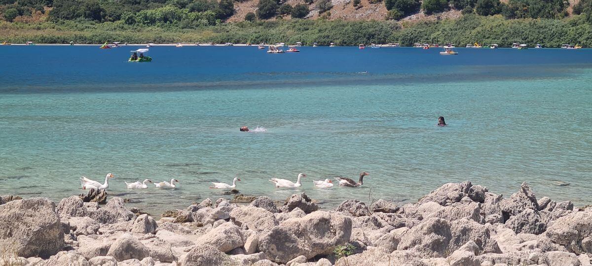 Cisnes y tortugas de lago Cisnes y tortugas de lago