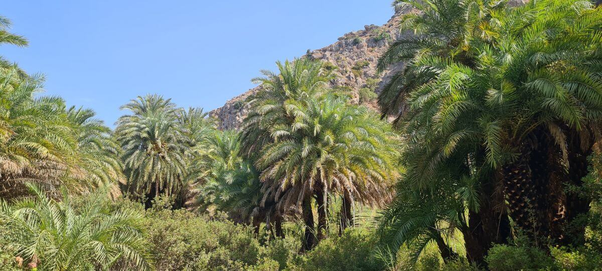 El palmeral de Preveli El palmeral de Preveli