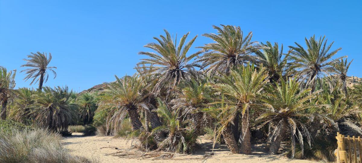 Palmeral de Vai Beach Palmeral de Vai Beach