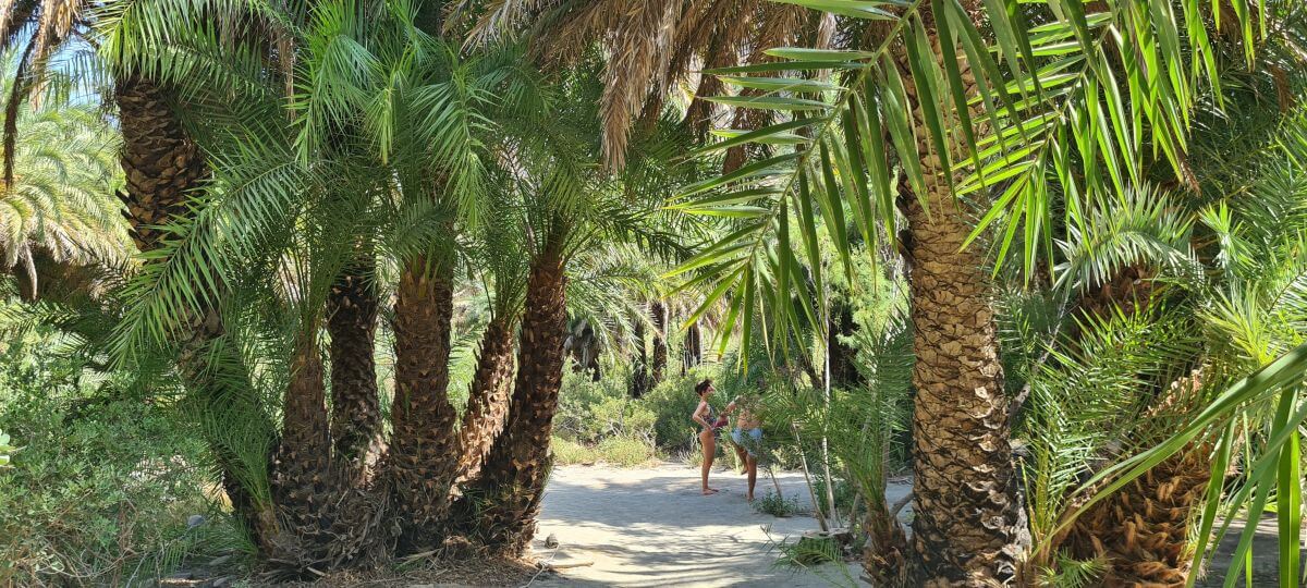Paseando por el palmeral de Preveli Beach Paseando por el palmeral de Preveli Beach