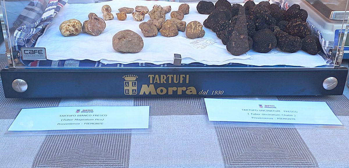 Muestra de trufas Muestra de trufas