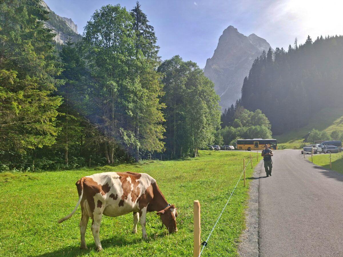 Vacas pastando en Rosenlaui